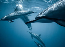 开云APP-U23国足用最务实的打法换来最想要的成绩|U23队|小组赛|1/4决赛|亚洲杯|亚足联_新浪体育_新浪新闻